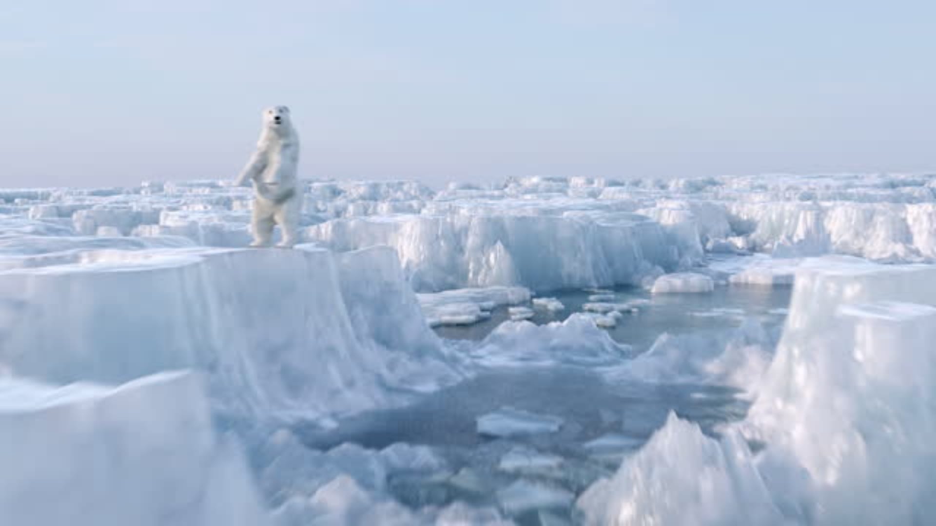 Arctic Ocean Will Be Ice Free New Study Found What It Mean And How Effect On Ecosystem
