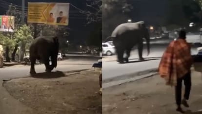 Haridwar News: जंगल से निकलकर रिहायशी इलाके पहुंचा हाथी टहलता नजर आया, पत्थर मारकर भगाने लगे युवक Elephant seen strolling in residential area in Haridwar Uttarakhand News in hindi