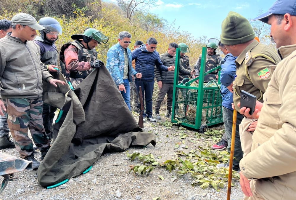 Dehradun Mussoorie News man eater Leopard caught after Three Months 12 cages and 40 trap cameras Installed