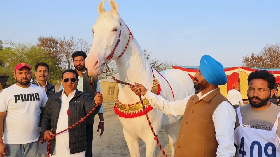 More than 200 Nukra and Marwari breed horses participated in horse show in Faridkot