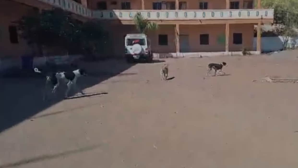 Barwani: Stray dogs again made three girls victims, two injured admitted to hospital in Maharashtra