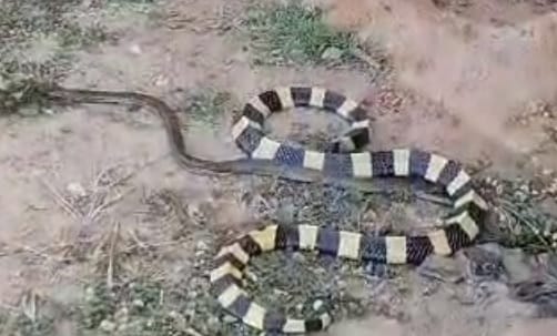 Snake entered house on the day of Mahashivratri in Korba