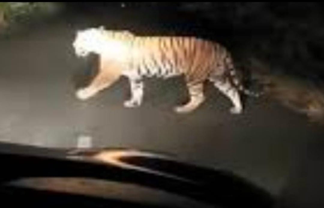 Damoh News: A pair of tigers were seen crossing the road on the Sagar-Jabalpur highway