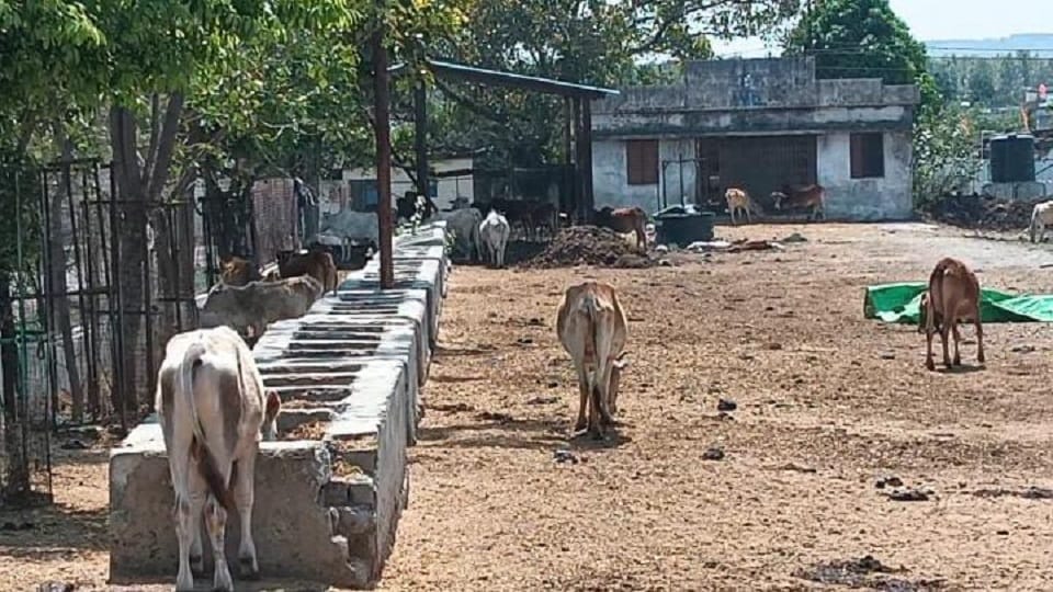 Bad condition of Gauthans six cattle died in five days in Korba