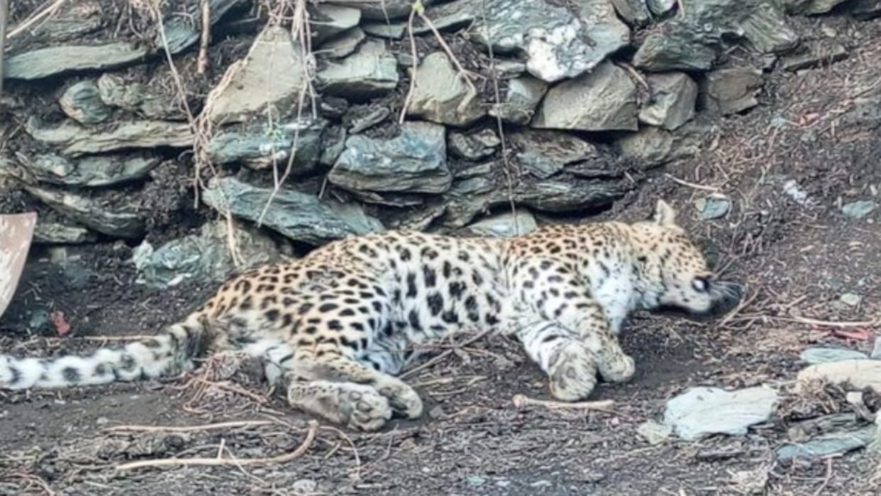 Three leopards died by consuming poison in Rampur's Dansa, forensic investigation report reveals