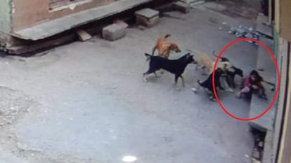 UP: pack of dogs attacked six-year-old girl, scratched her badly, incident was captured in CCTV