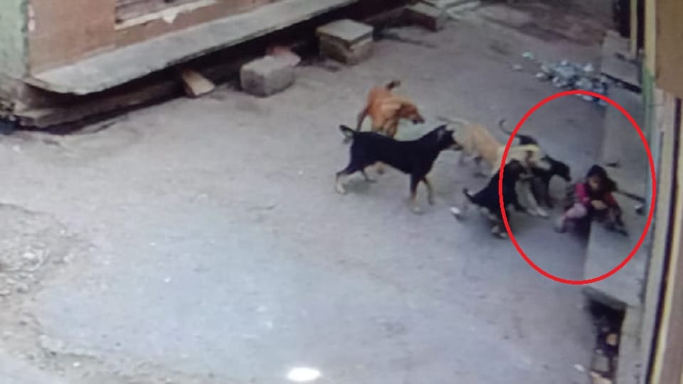 UP: pack of dogs attacked six-year-old girl, scratched her badly, incident was captured in CCTV