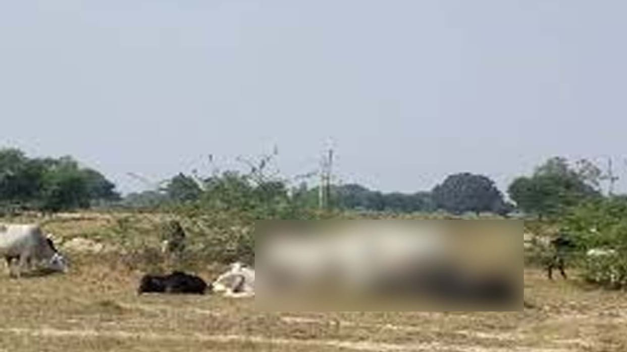Chitrakoot: 12 cows found dead near the cow shed
