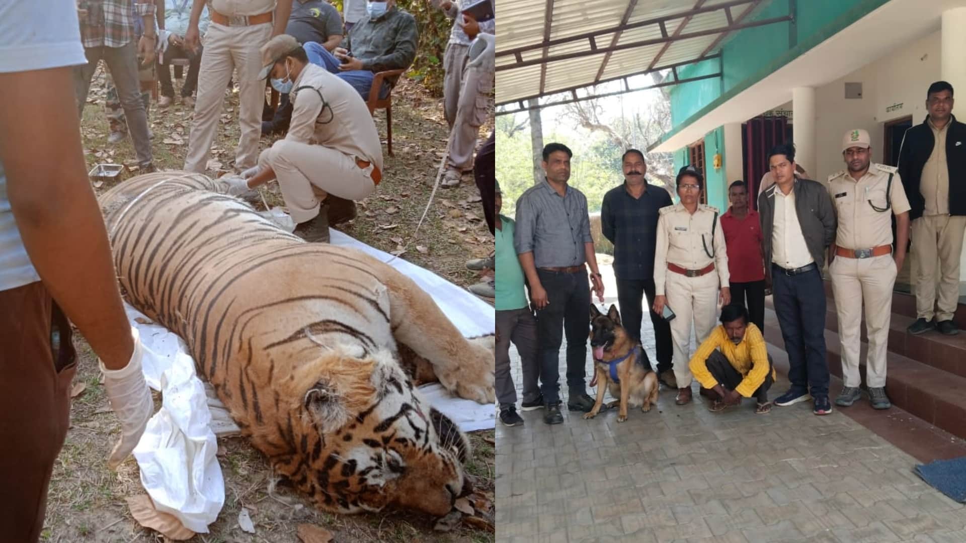 करंट लगाकर बाघ का शिकार करने वाला गिरफ्तार।