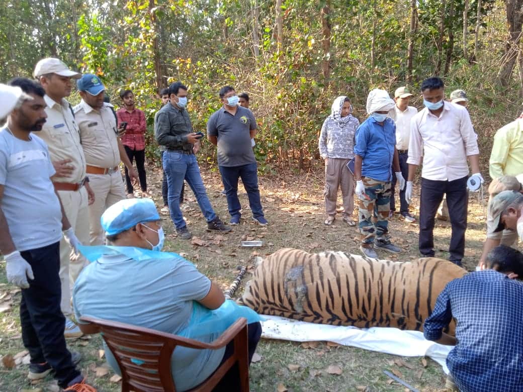 MP News: One who hunted tiger by electrocution was caught in Kanha, two hunters absconding