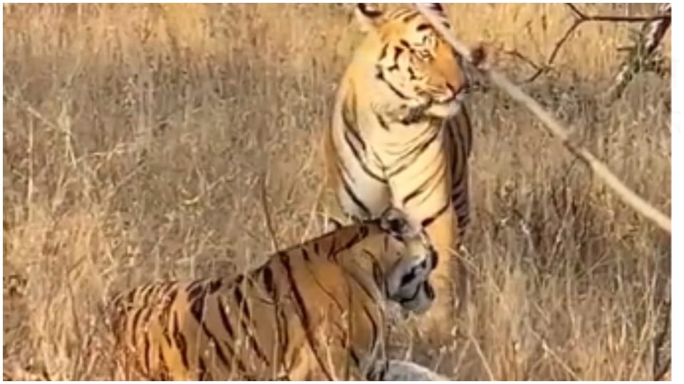 Bandhavgarh Tiger Reserve Tiger Chhota Bheem expressed love with Darrha