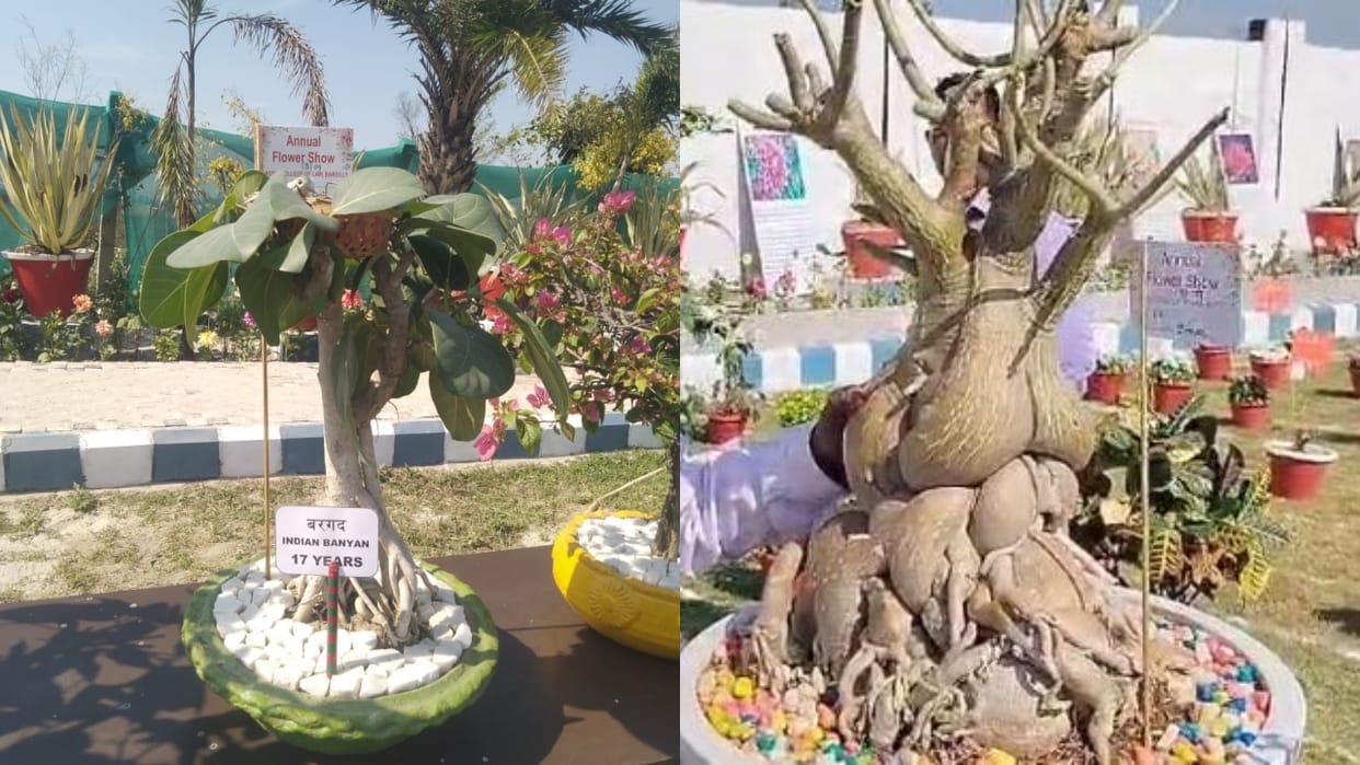 People were stunned to see Bonsai trees in the flower exhibition