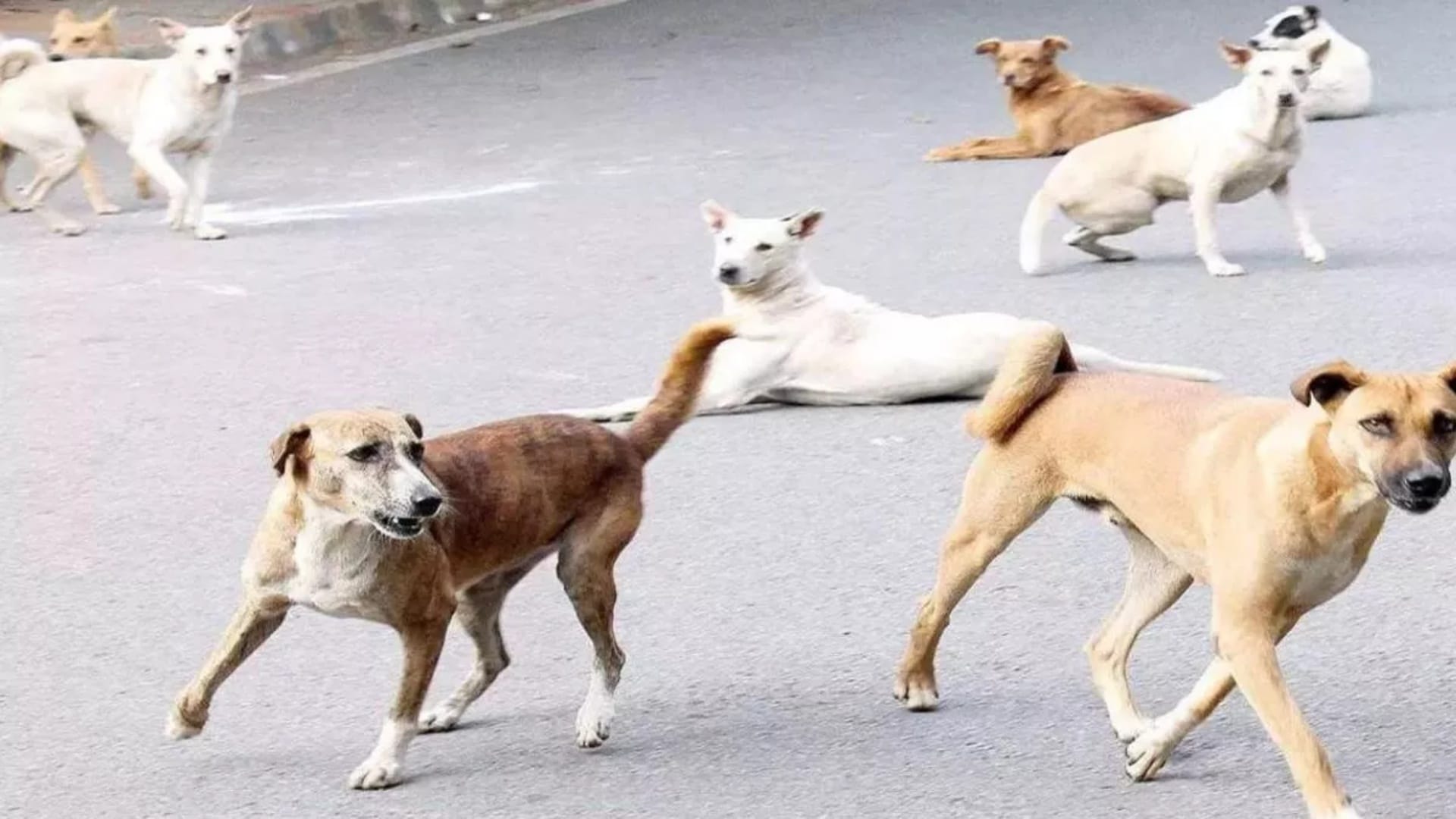 आवारा कुत्तों का आतंक