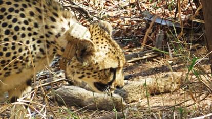 MP News: Good news again from Kuno, female cheetah Gamini gave birth to five cubs.