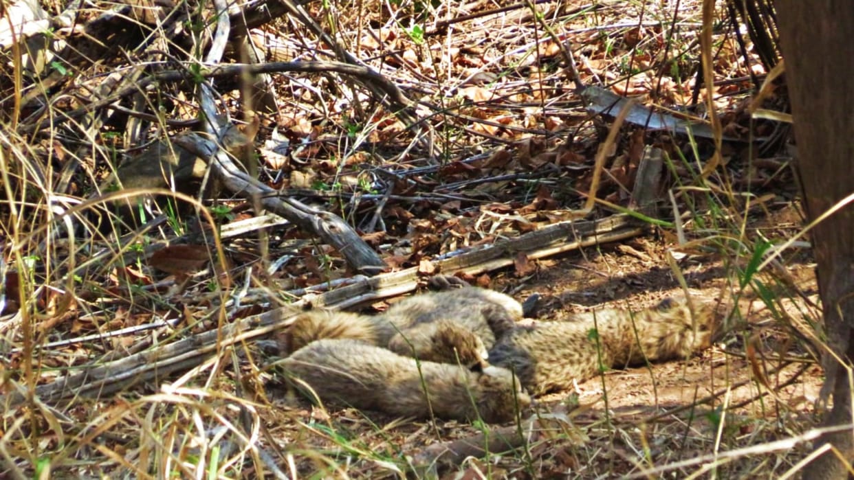MP News: Good news again from Kuno, female cheetah Gamini gave birth to five cubs.