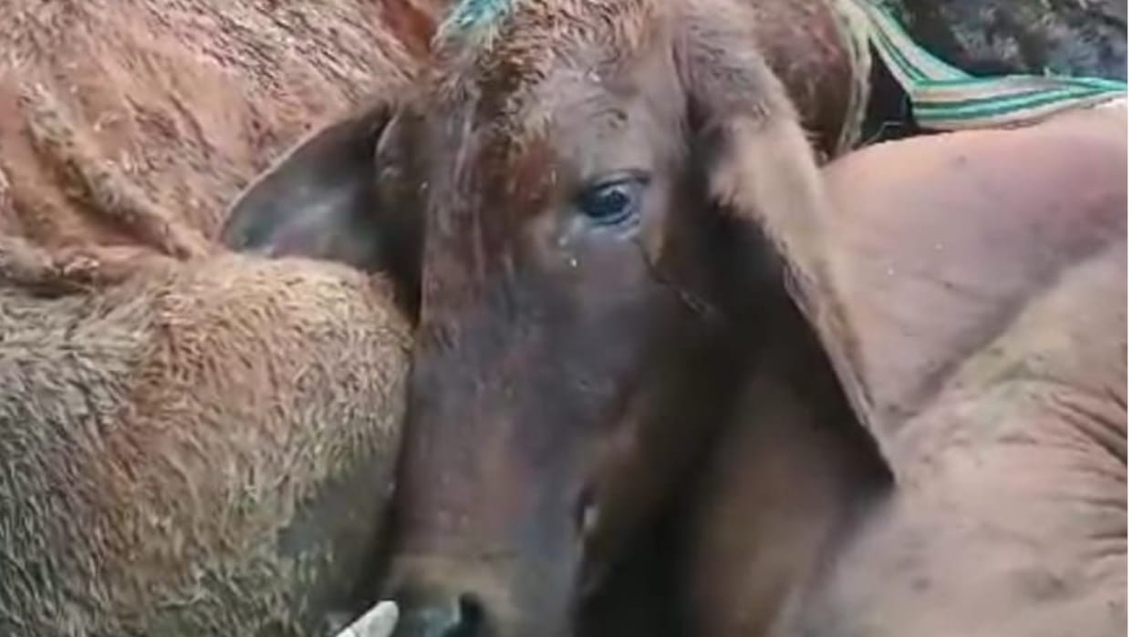 Truck full of smuggled animals broke down. smugglers left the truck of the road and ran away