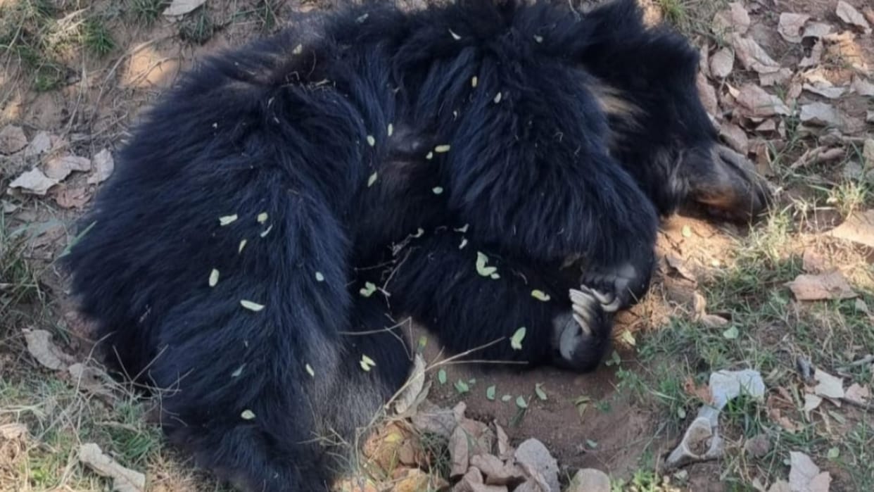 Damoh News: Dead body of a female bear found in the forests of Tejgarh, Damoh, age was 22 years.