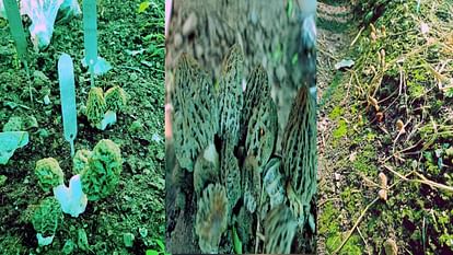 Gucchi Mushroom: अब कमरे में भी तैयार हो सकेगी गुच्छी, खुंब निदेशालय का पांच साल बाद शोध हुआ सफल Now Gucchi can be prepared in the room also, Mushroom Directorate's research successful after five years