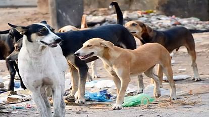 two children playing Holi with face masks were attacked and injured by dogs In Mainpuri