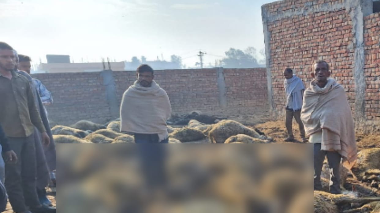 Ferocious dogs mauled 85 sheep to death in Saharanpur