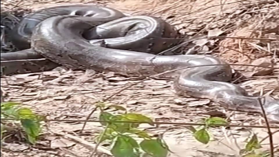 Panic spread among villagers after three 15 feet long pythons emerged simultaneously in village in Kasganj