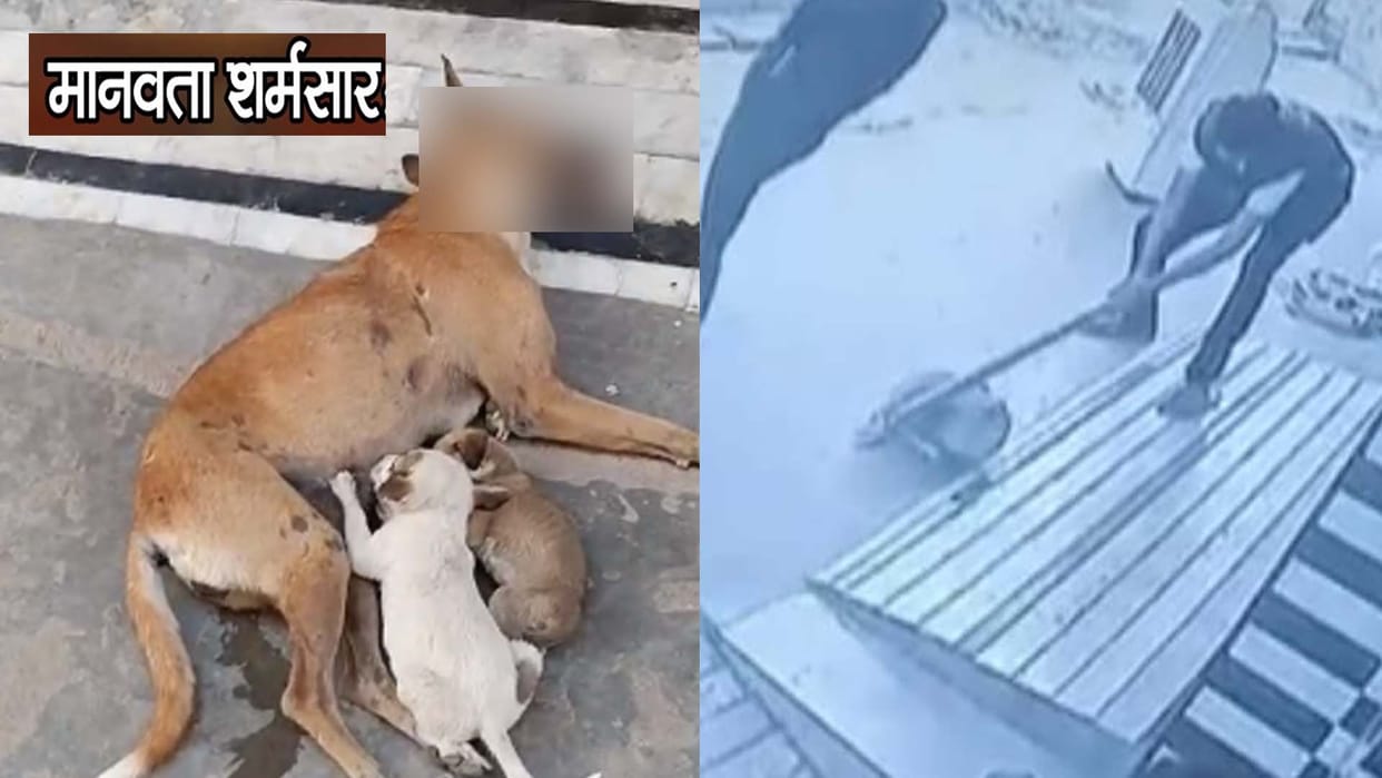 Kanpur: female dog who was feeding puppies  beaten to death by a young man with a stick