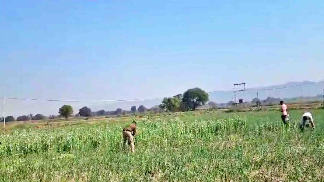 Maihar News: Police arrested a farmer cultivating opium