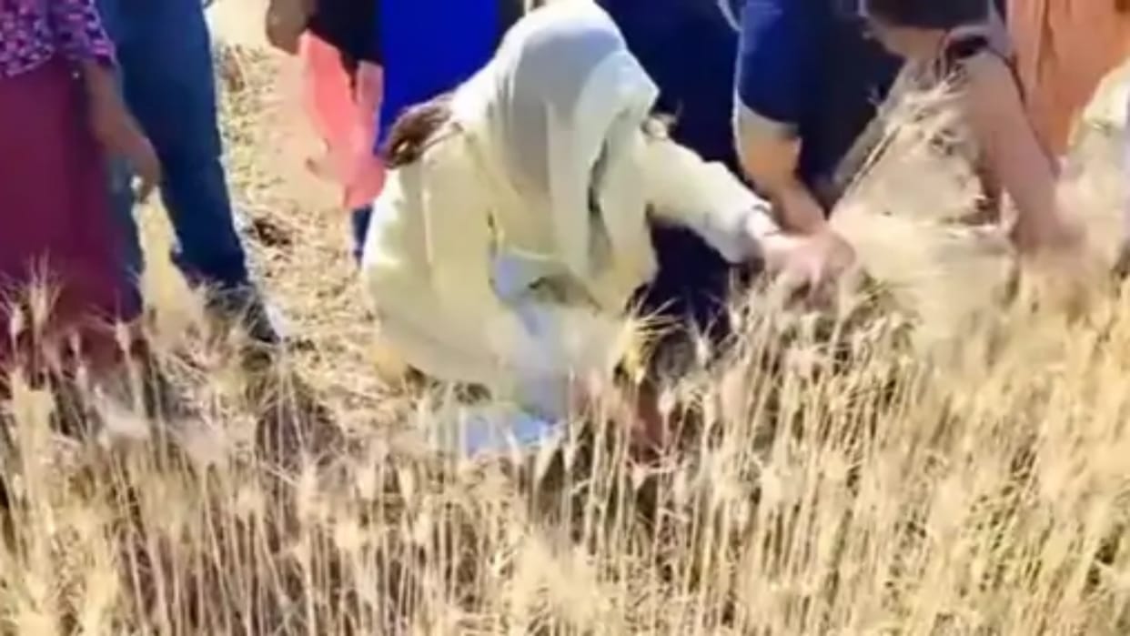 Chhindwara MP Nakulnath wife Priyanath arrived to harvest wheat