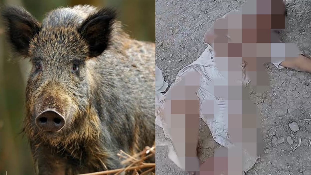 Ujjain News Terror of wild pigs in fields two farmers attacked condition critical