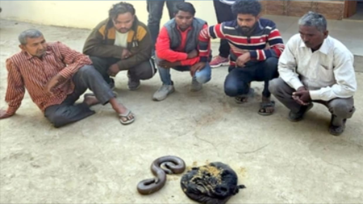 Five arrested for smuggling rare species of snake 'Red Sand Boa'