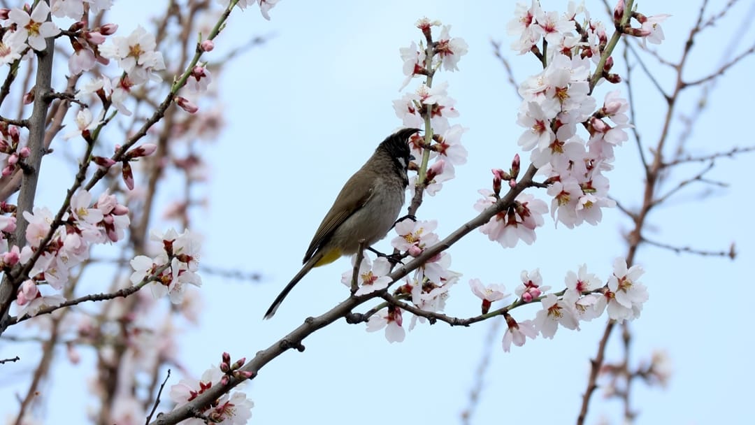Spring in Kashmir: Almond trees in partial bloom at Badamwari in Srinagar tulips garden prepare