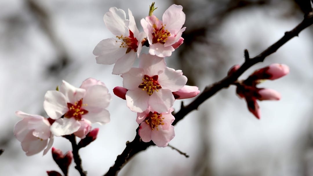 Spring in Kashmir: Almond trees in partial bloom at Badamwari in Srinagar tulips garden prepare