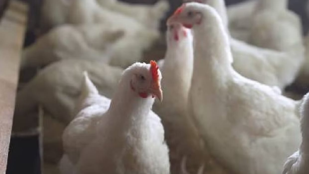 Bird Flu Pandemic Threat H5N1 virus Scientists expressed concern bird flu cases