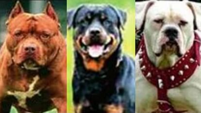 25 breeds of dogs are probihited in Lucknow.
