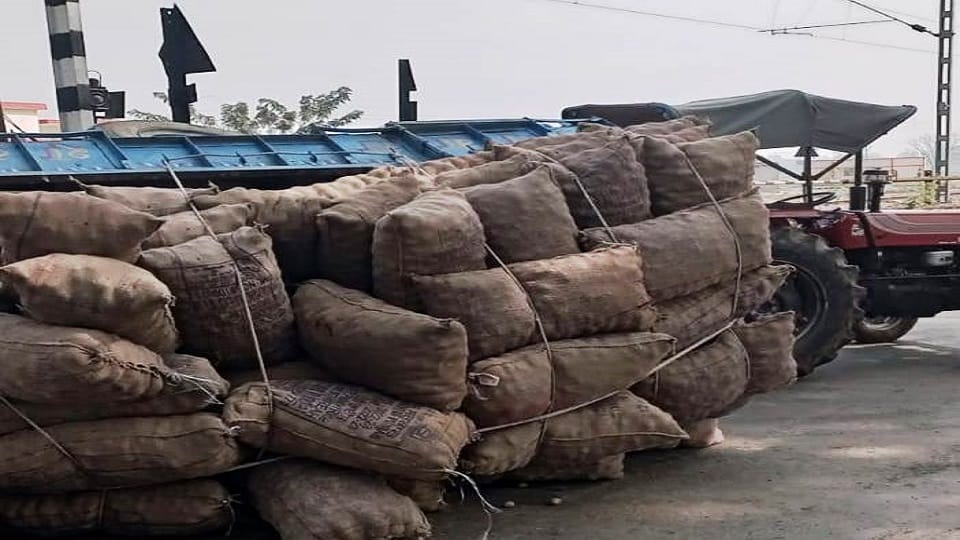 Tractor-trolley laden with potatoes suddenly overturned
