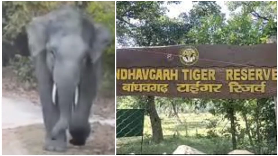 Bandhavgarh Tiger Reserve Tourist gypsy chased by wild elephant in Umaria