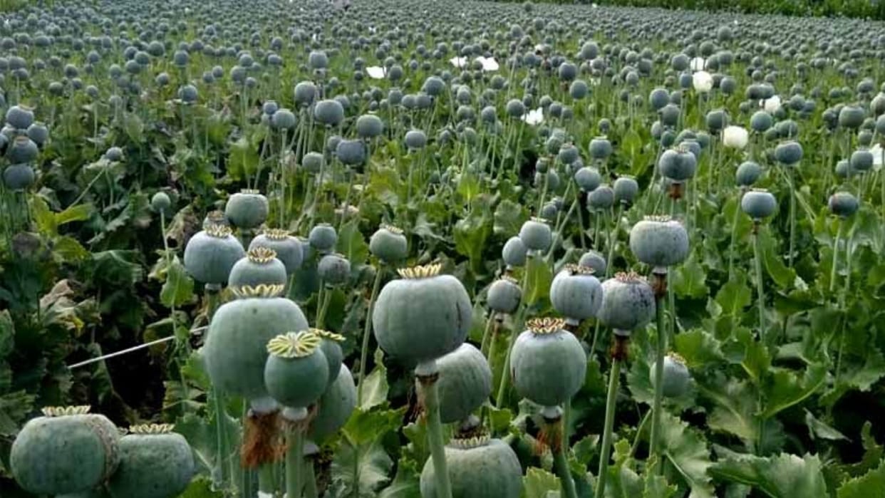 Illegal cultivation of opium exposed, raw crop and opium worth Rs 50 lakh recovered