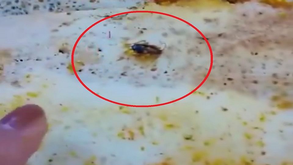 Eight cockroaches found in dosa in Connaught Place restaurant