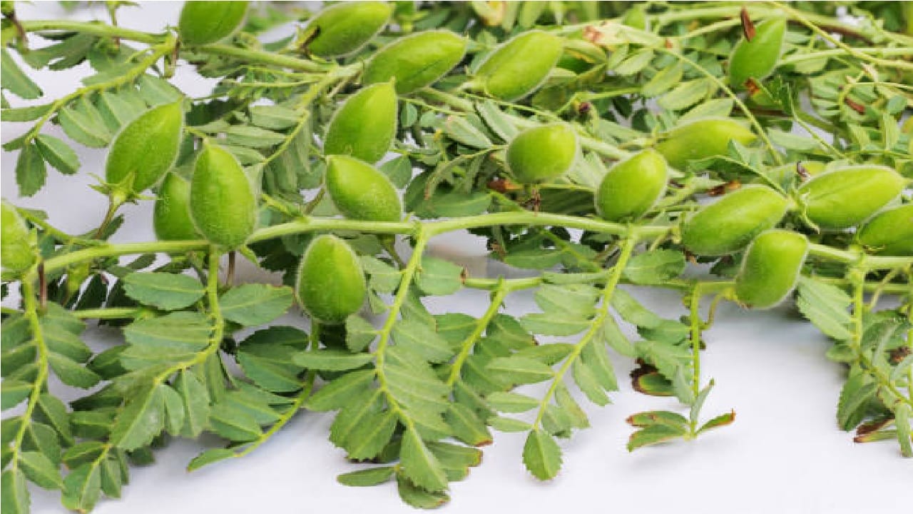 Benefits Of Green Chickpeas it Helps In Weight Loss and Supports Heart Health