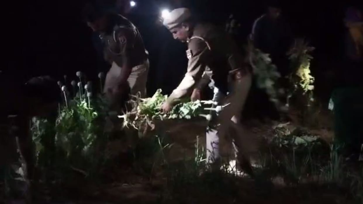 Sikar News 3900 opium plants seized in Nechhwa area