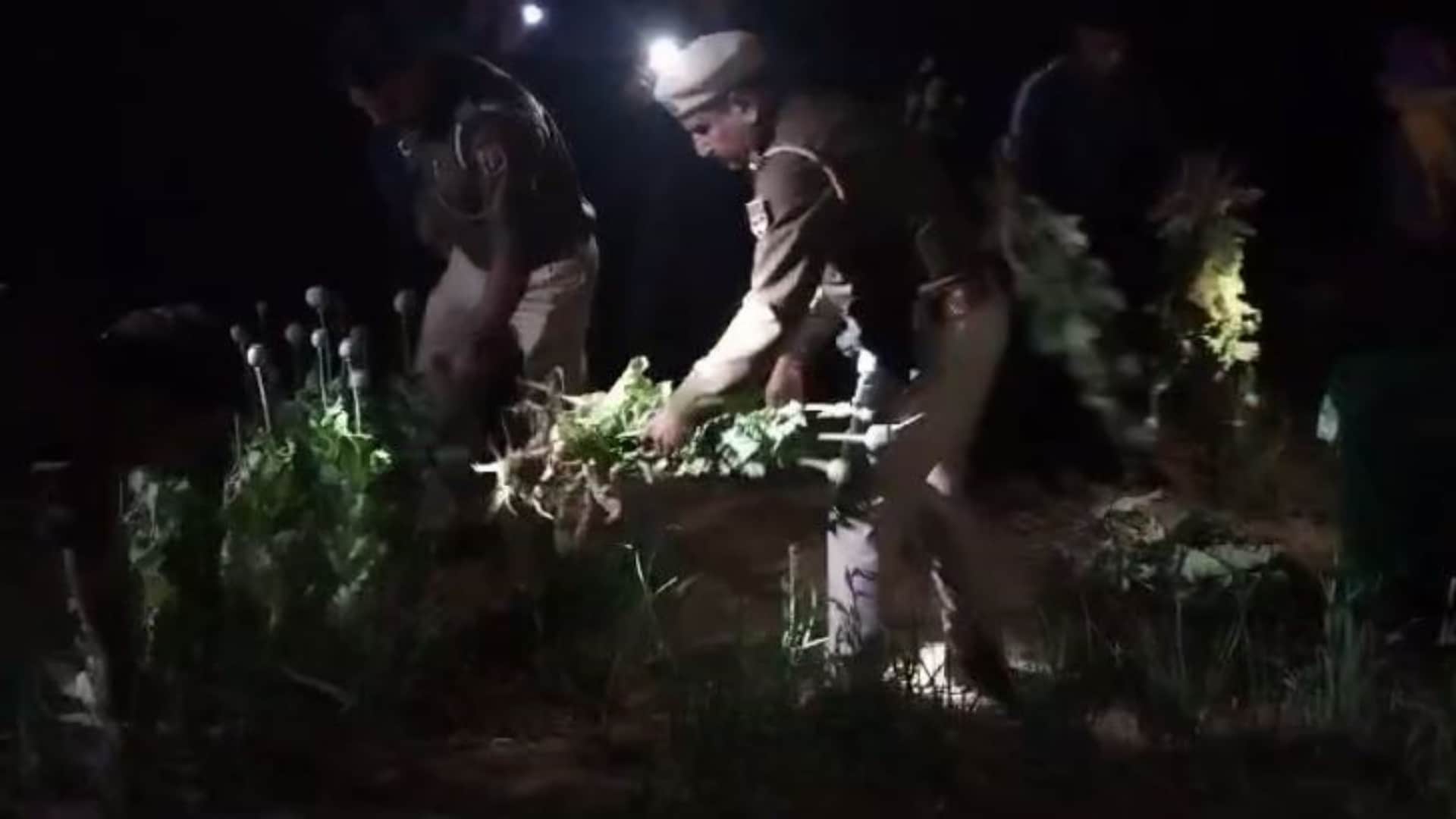 अफीम खेती