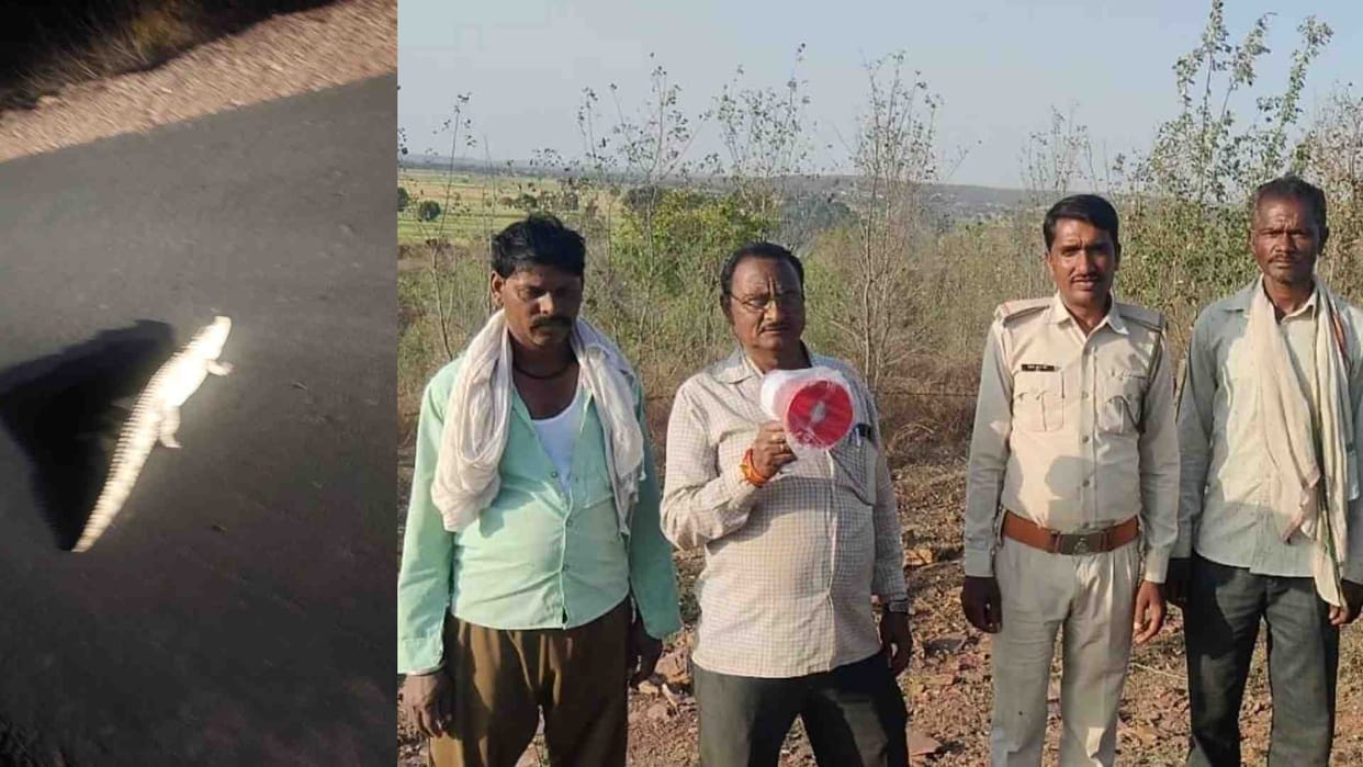 Damoh News: Leopard and crocodile seen on the road in Tendukheda;
