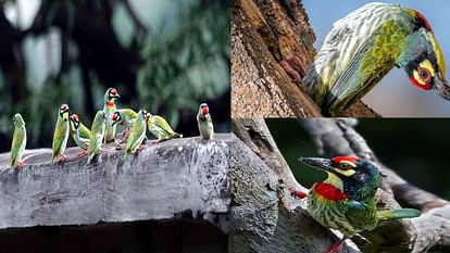 Chambal Sanctuary started looking colorful before Holi with presence of Coppersmith Barbet in Agra