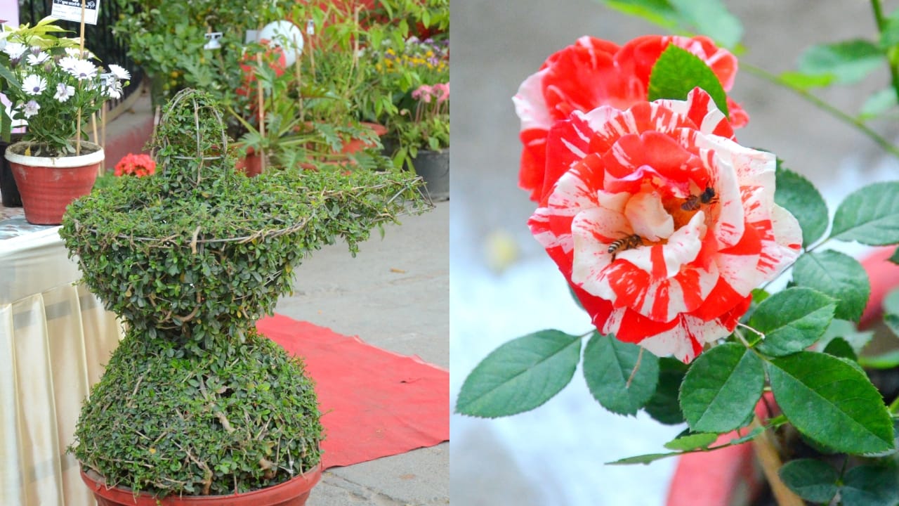flower exhibition at Amar Ujala campus in Bareilly