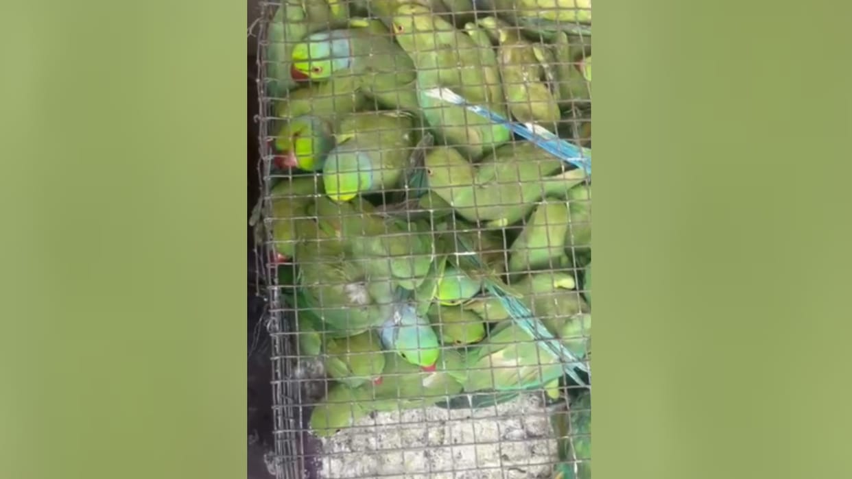 Police arrested smuggler taking parrots in Kamalapur thana in Sitapur.