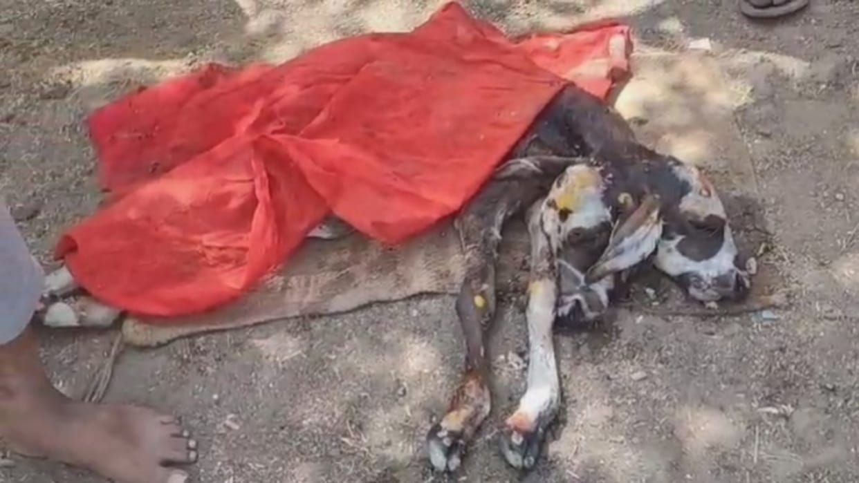 Barwani News: Crowd of people gathered to see strange calf with two heads, four ears and four eyes