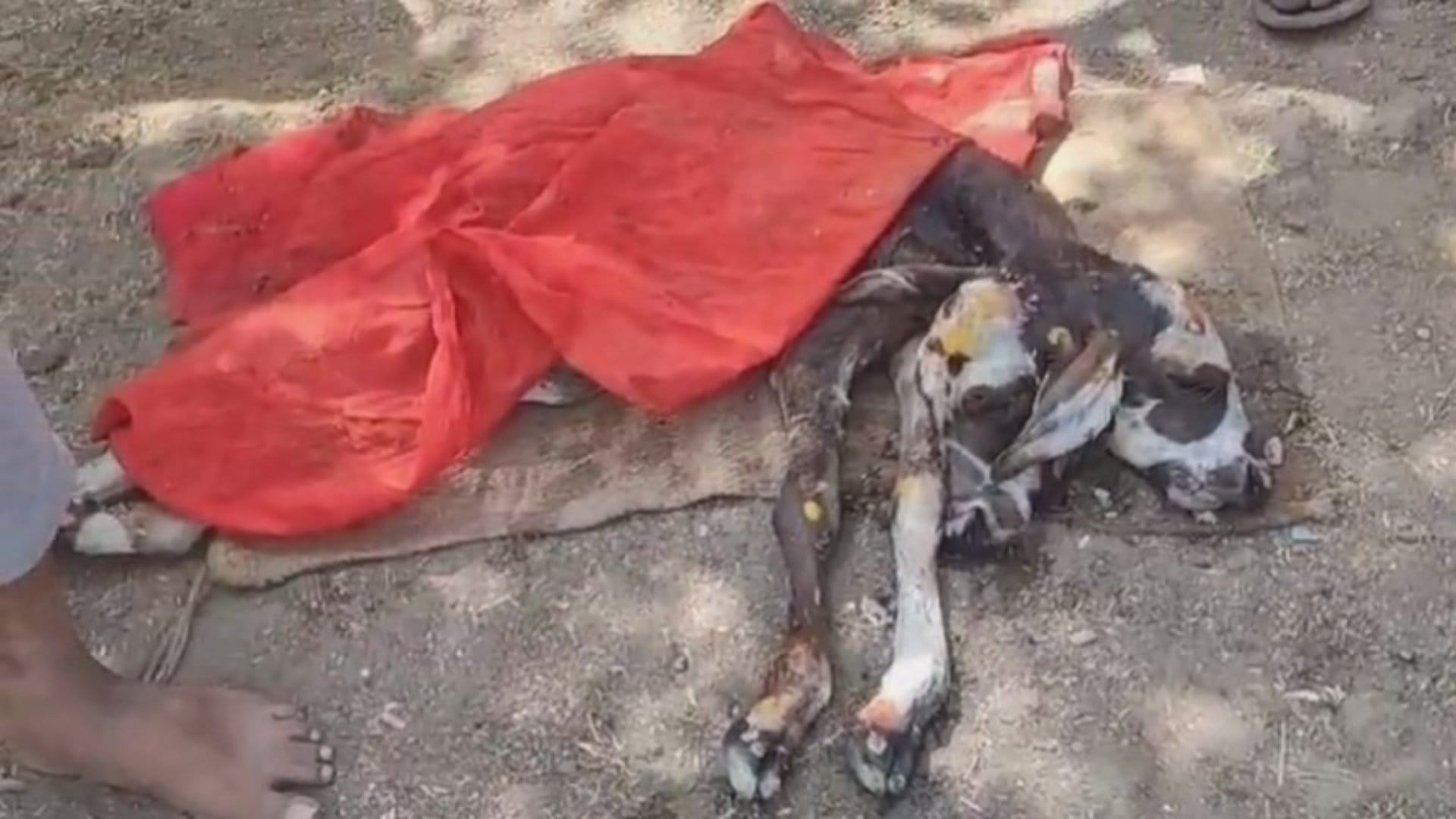 दो मुंह वाला विचित्र बछड़ा