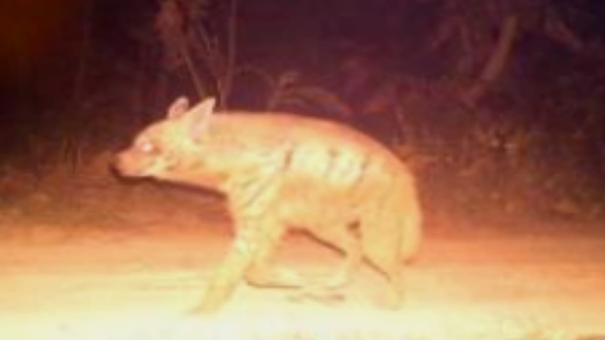 Exclusive: Hyena caught on camera in Bijnor UP after five years, joy among wildlife lovers