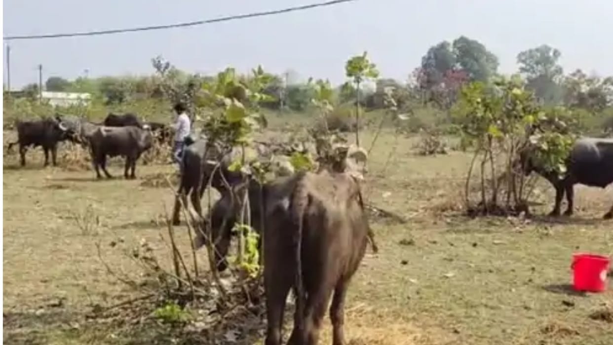Police seized truck full of buffaloes