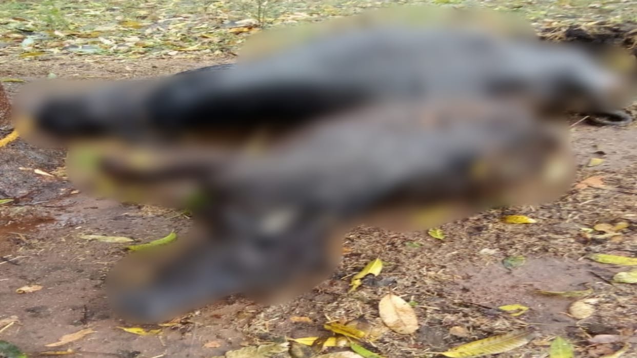 Anuppur News Three buffaloes died after being hit by lightning